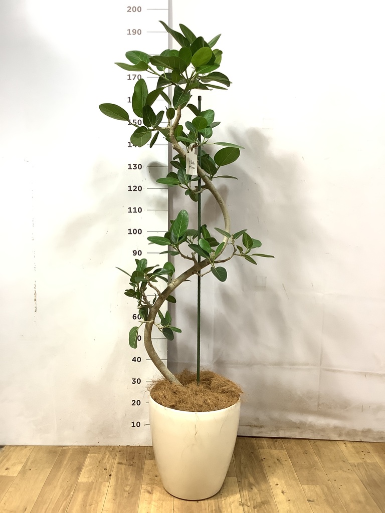 フィカス ベンガレンシス 1点もの（現品・現物） | 観葉植物 | 送料