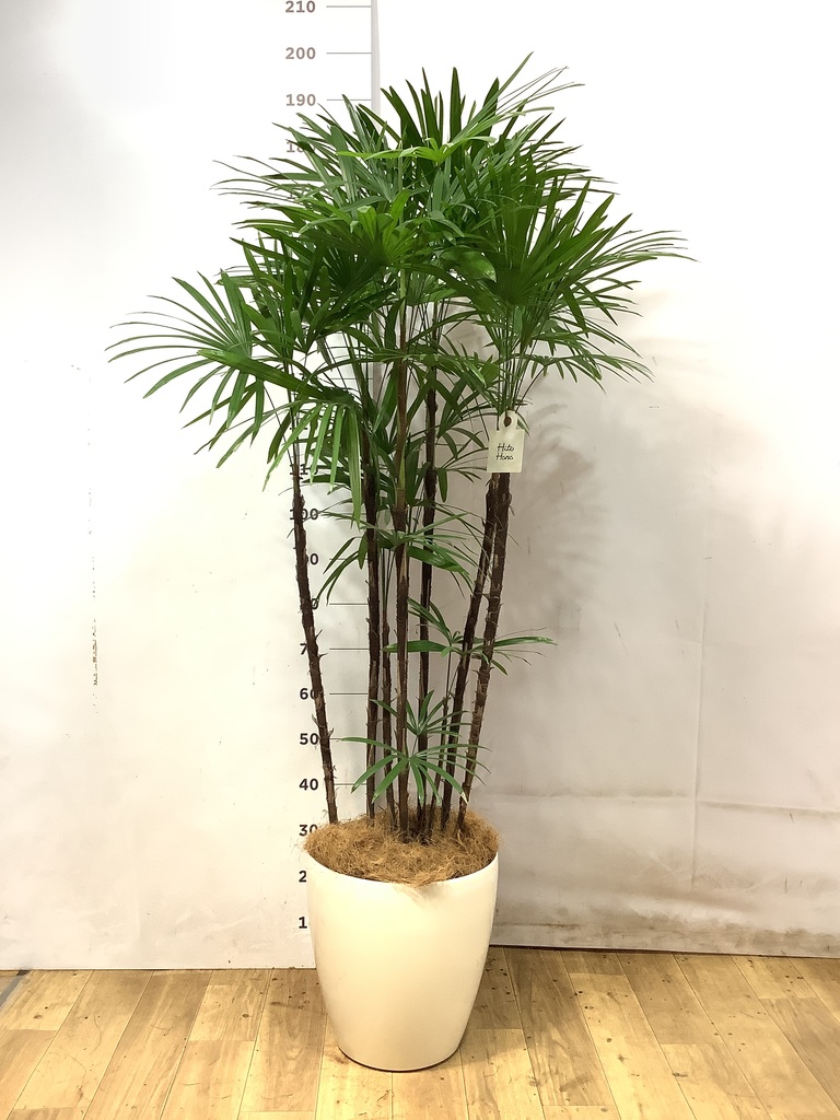 シュロチク 10号 | 観葉植物 | 送料無料でお届け - Hitohana（ひとはな）