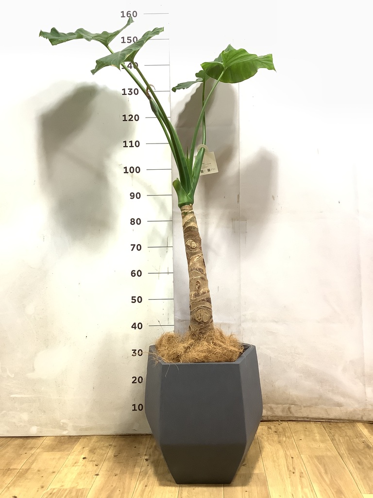 アロカシア オドラ（クワズイモ） | 観葉植物通販HitoHana