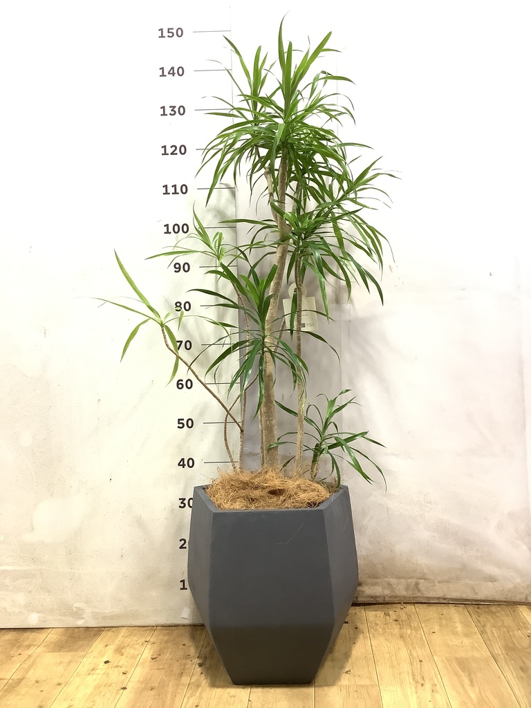 観葉植物 ドラセナ リフレクサ 8号 プラスチック鉢 | 観葉植物なら