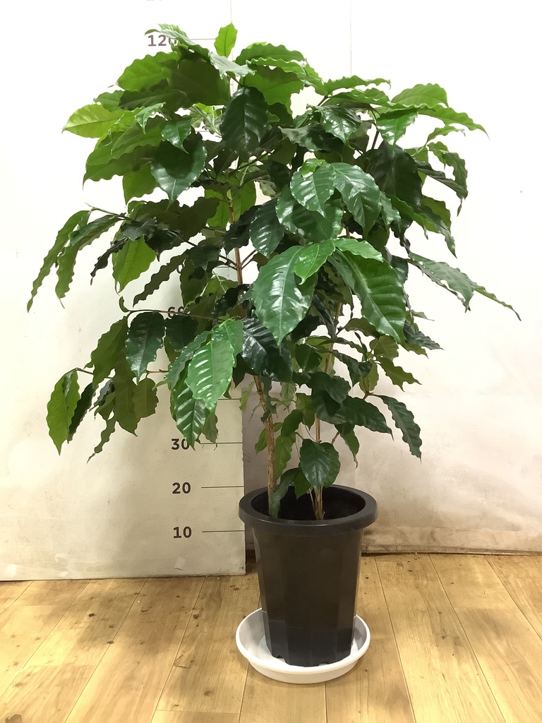 コーヒーの木 8枚 コーヒーの木 8号 | 観葉植物 | 送料無料でお届け - Hitohana（ひとはな）