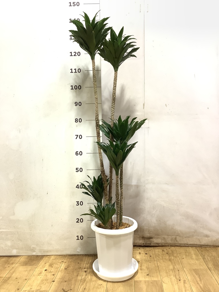 観葉植物 ドラセナ コンパクター 8号 プラスチック鉢 | 観葉植物なら