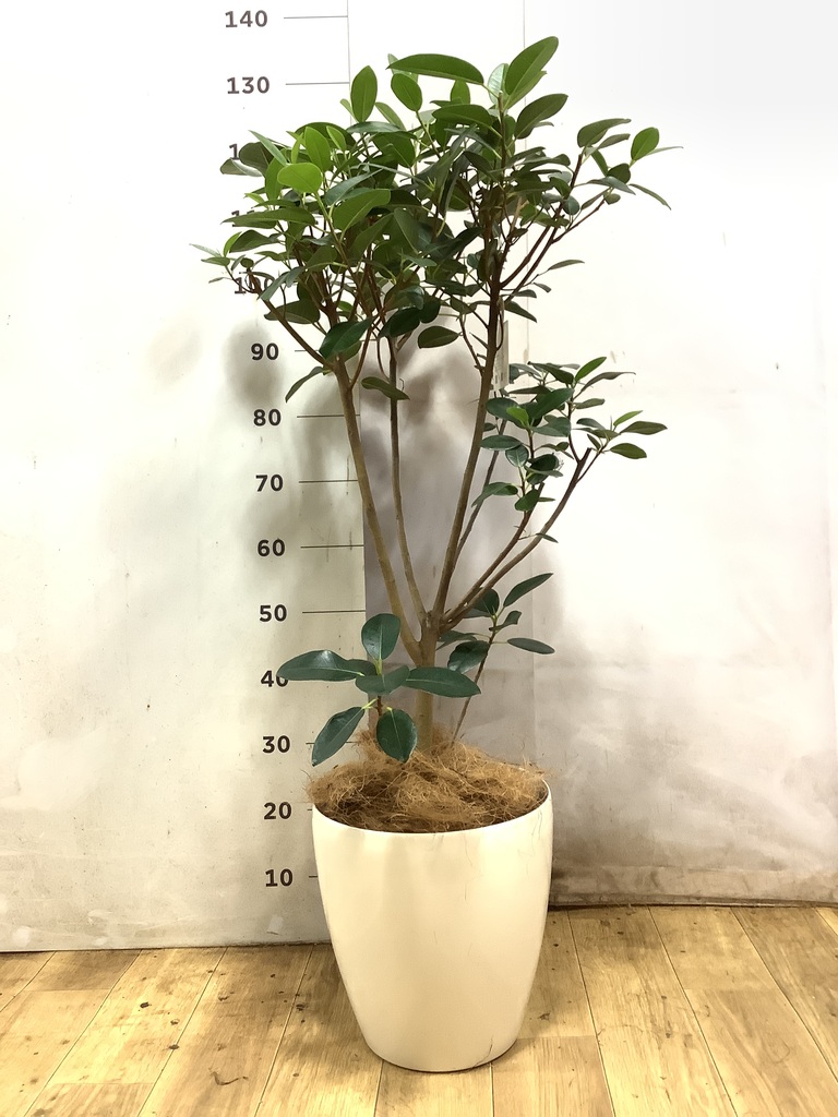 フランスゴムの木 8号 | 観葉植物 | 送料無料でお届け - Hitohana