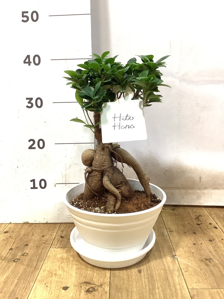 ガジュマル 7号 | 観葉植物通販HitoHana(ひとはな)