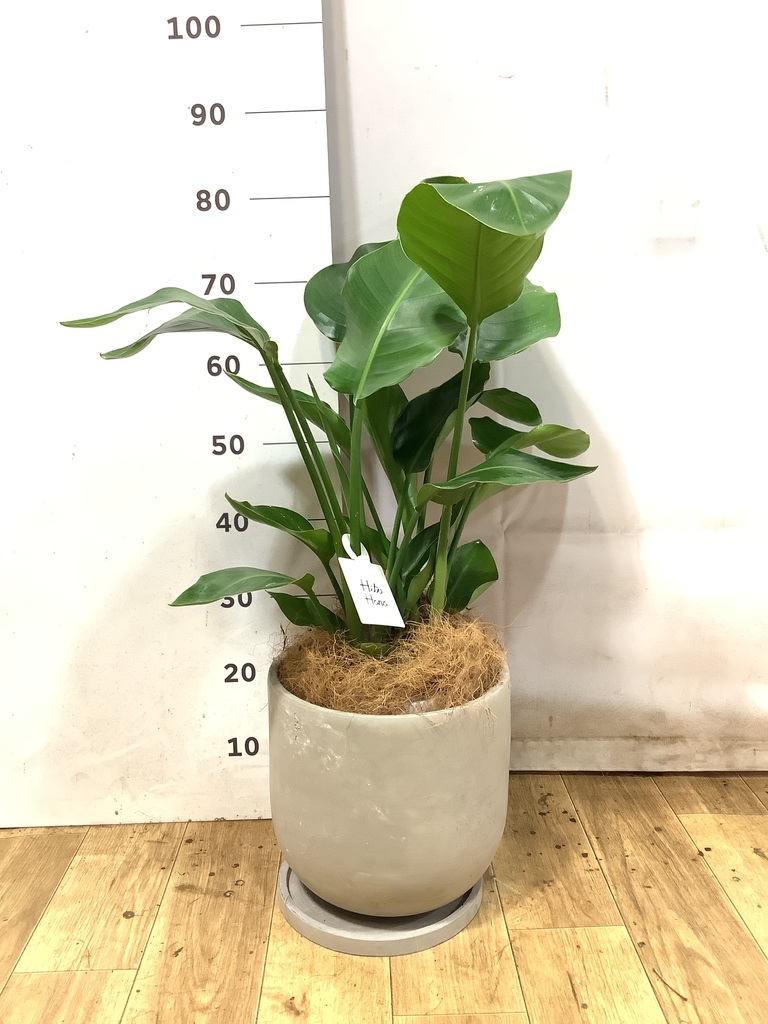 オーガスタ 7号 | 観葉植物の通販ならHitoHana