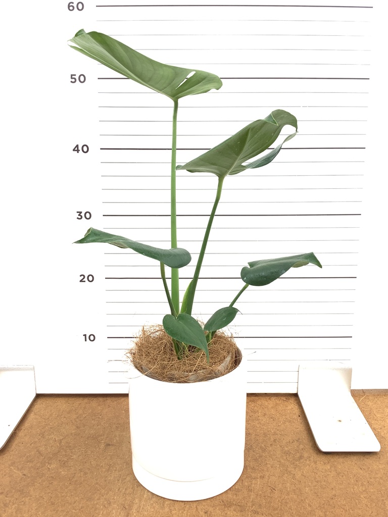 モンステラ 1点もの | 観葉植物 | 送料無料でお届け - Hitohana（ひと