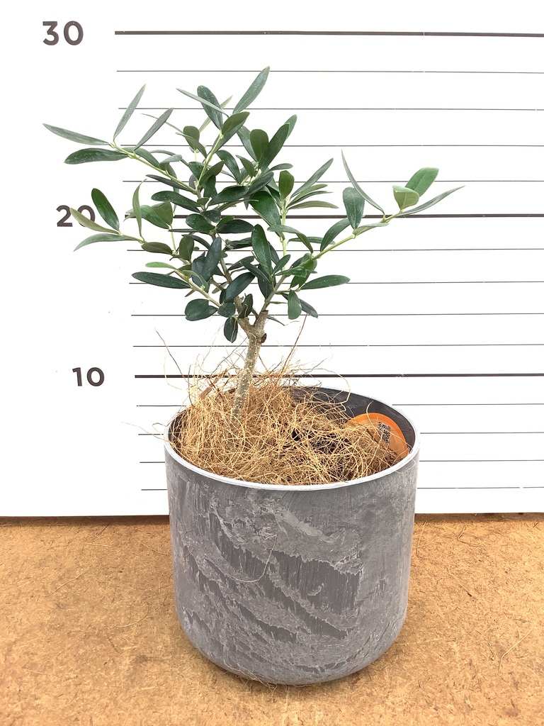 観葉植物 オリーブの木 3号 ルーツ 11 K ブラック 付き | 観葉植物なら