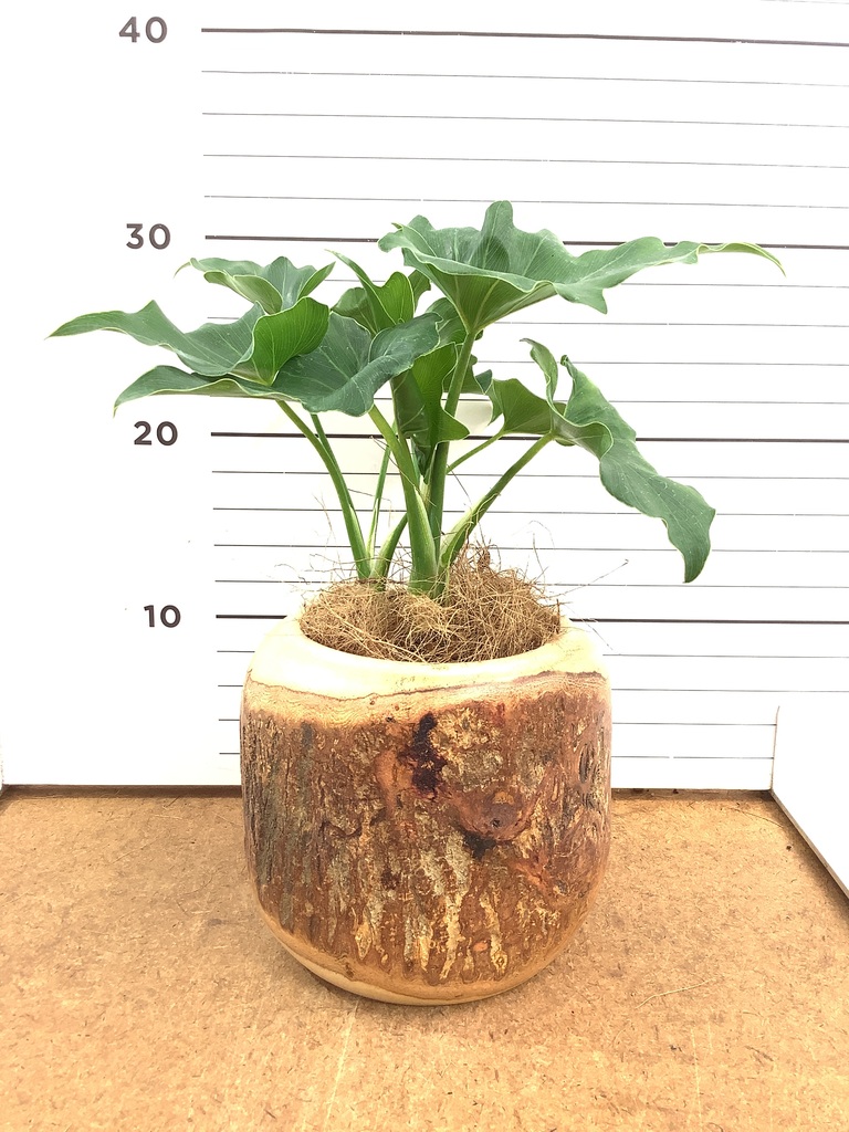 フィロデンドロン 1点もの（現品・現物） | 観葉植物通販HitoHana