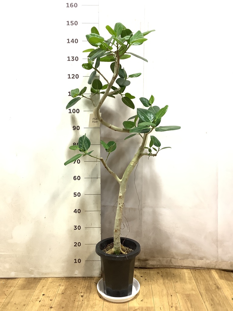 フィカス ベンガレンシス 1点もの（現品・現物） | 観葉植物 | 送料