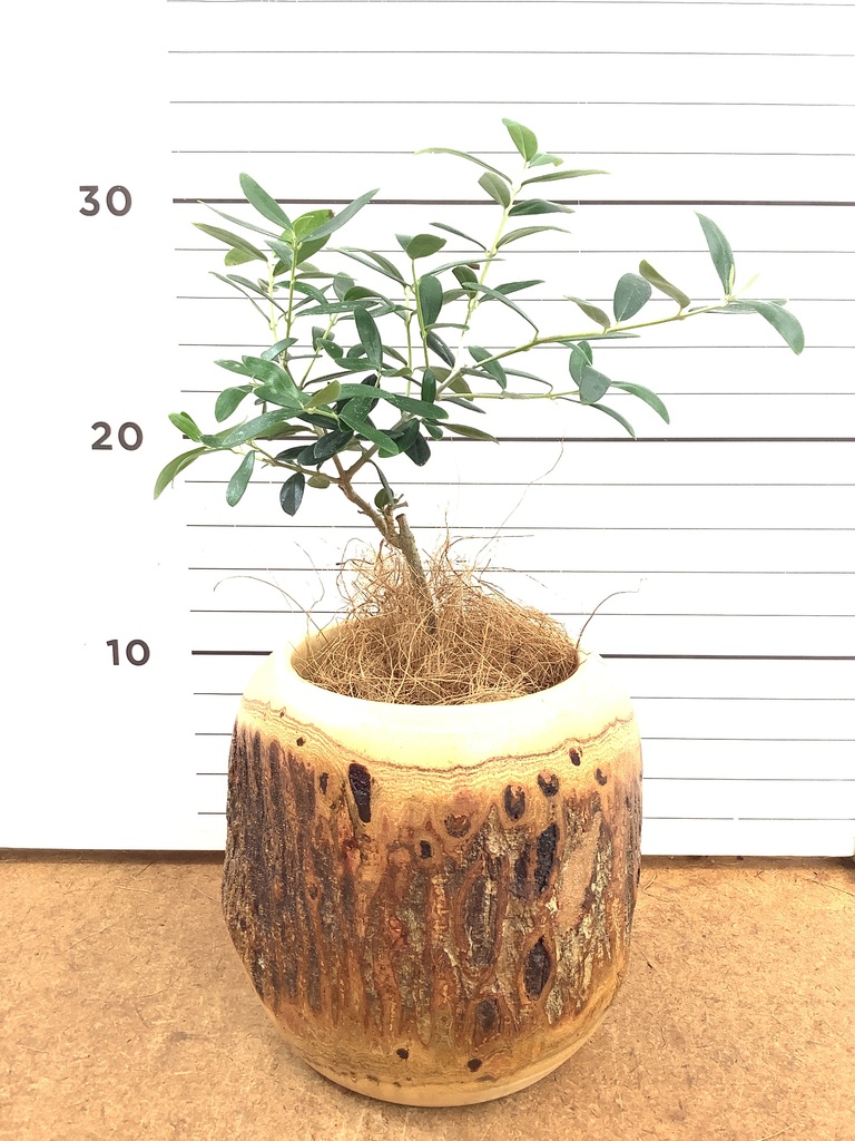 オリーブの木 3号 | 観葉植物 | インテリアやギフトに - Hitohana