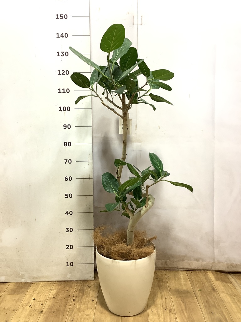 フィカス ベンガレンシス 1点もの（現品・現物） | 観葉植物 | 送料