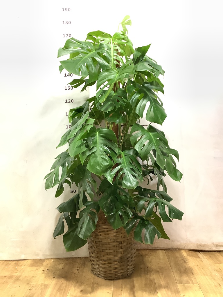 モンステラ 1点もの | 観葉植物 | 送料無料でお届け - Hitohana（ひと