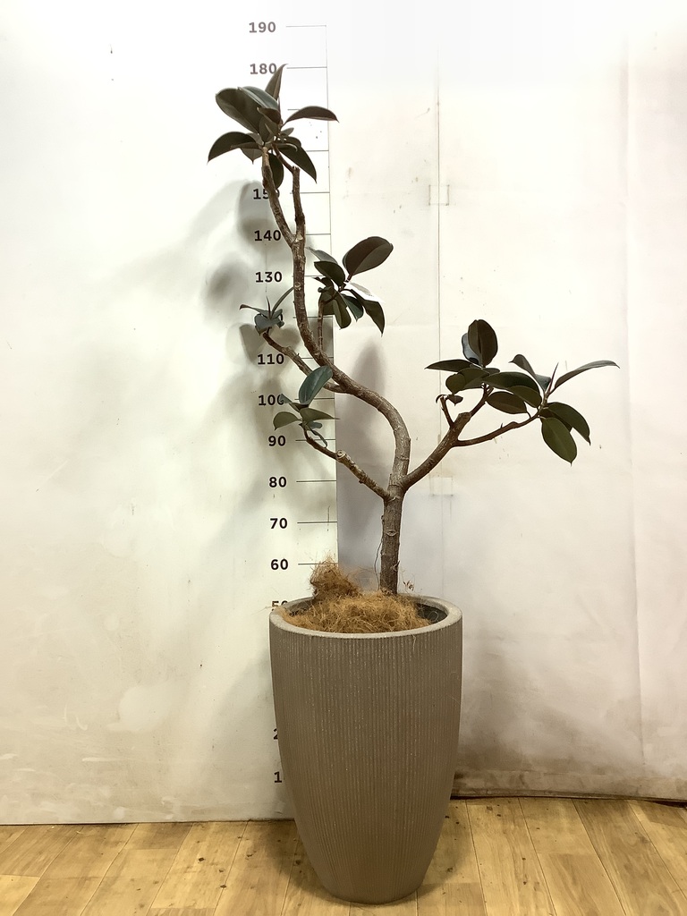 フィカス バーガンディ 1点もの（現品・現物） | 観葉植物 - HitoHana