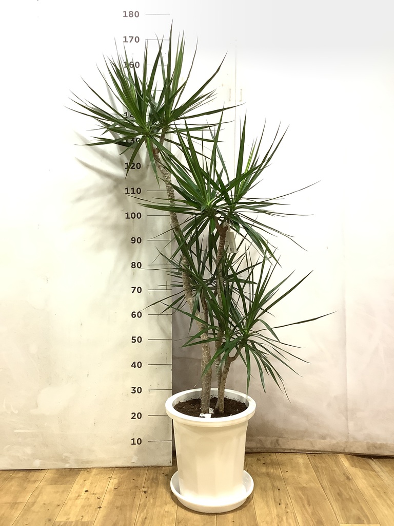 観葉植物 ドラセナ コンシンネ 10号 寄せ ミロスロング 墨 付き | 観葉