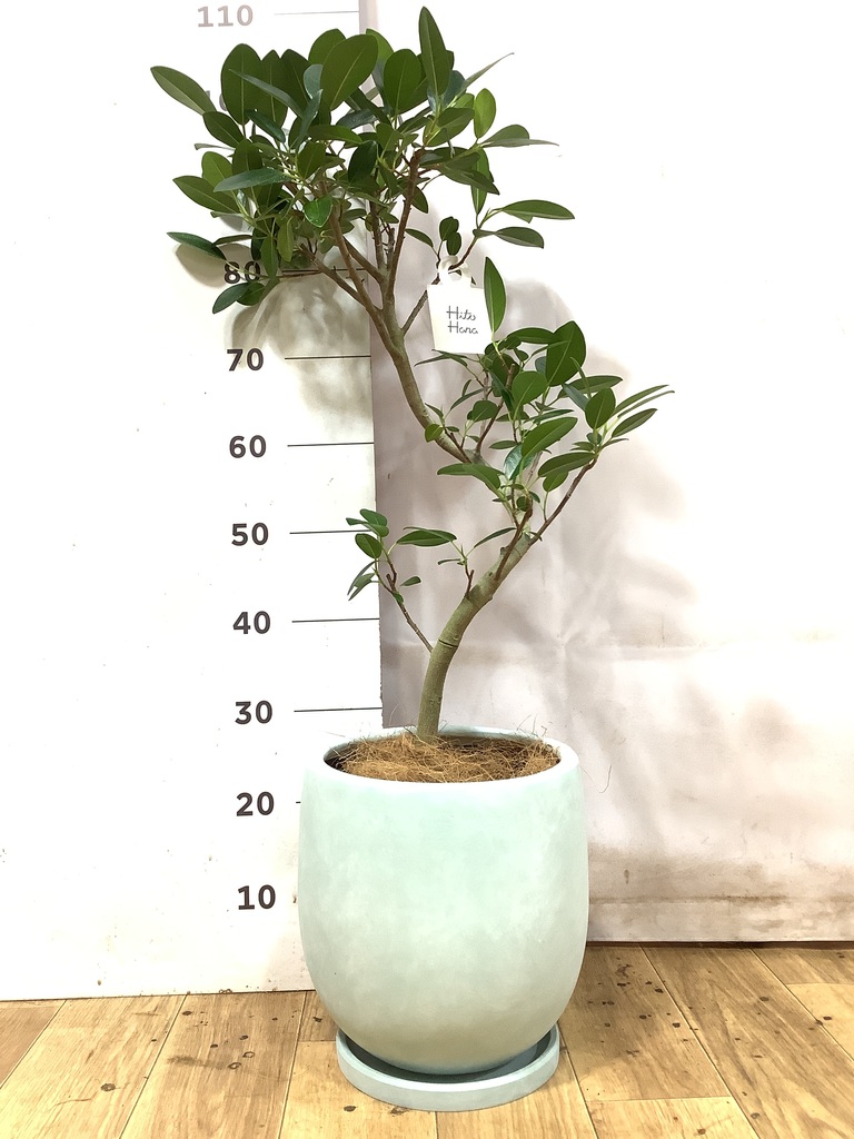 観葉植物 フランスゴムの木 6号 曲り インティ グレー 付き | 観葉植物