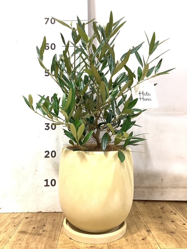 観葉植物 オリーブの木 5号 ライク ラウンド ブラック 付き | 観葉植物