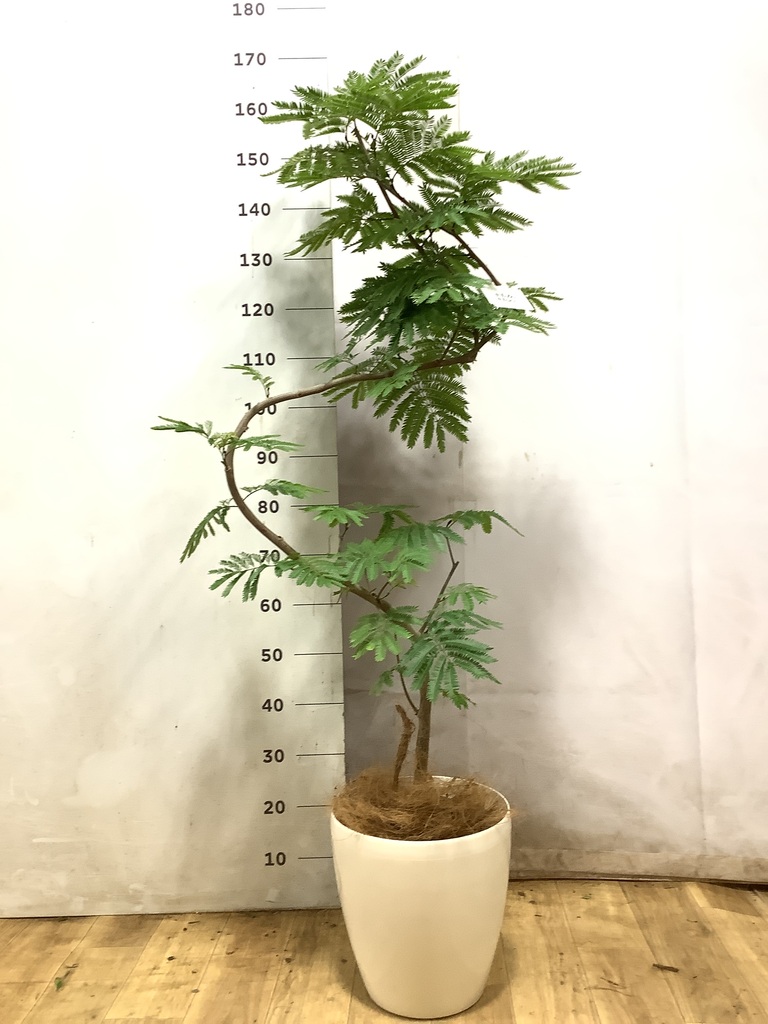 エバーフレッシュ 曲がり | 観葉植物通販 Hitohana（ひとはな）