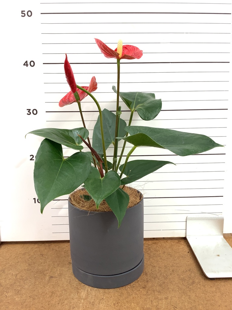 アンスリウム 4号 | 観葉植物 | 送料無料でお届け - Hitohana（ひとはな）