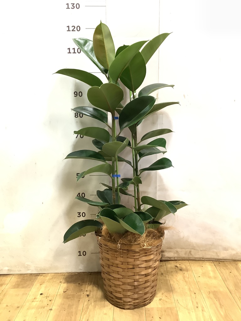 フィカス ロブスター | 観葉植物通販HitoHana(ひとはな)