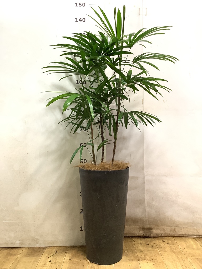 観葉植物 シュロチク（棕櫚竹） 8号 リブバスケットNatural 付き