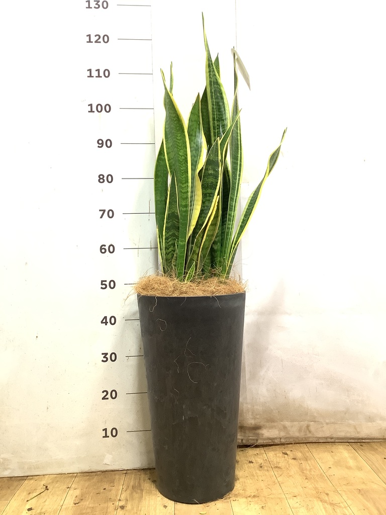 サンスベリア 8号 | 観葉植物 | インテリアやギフトに - Hitohana