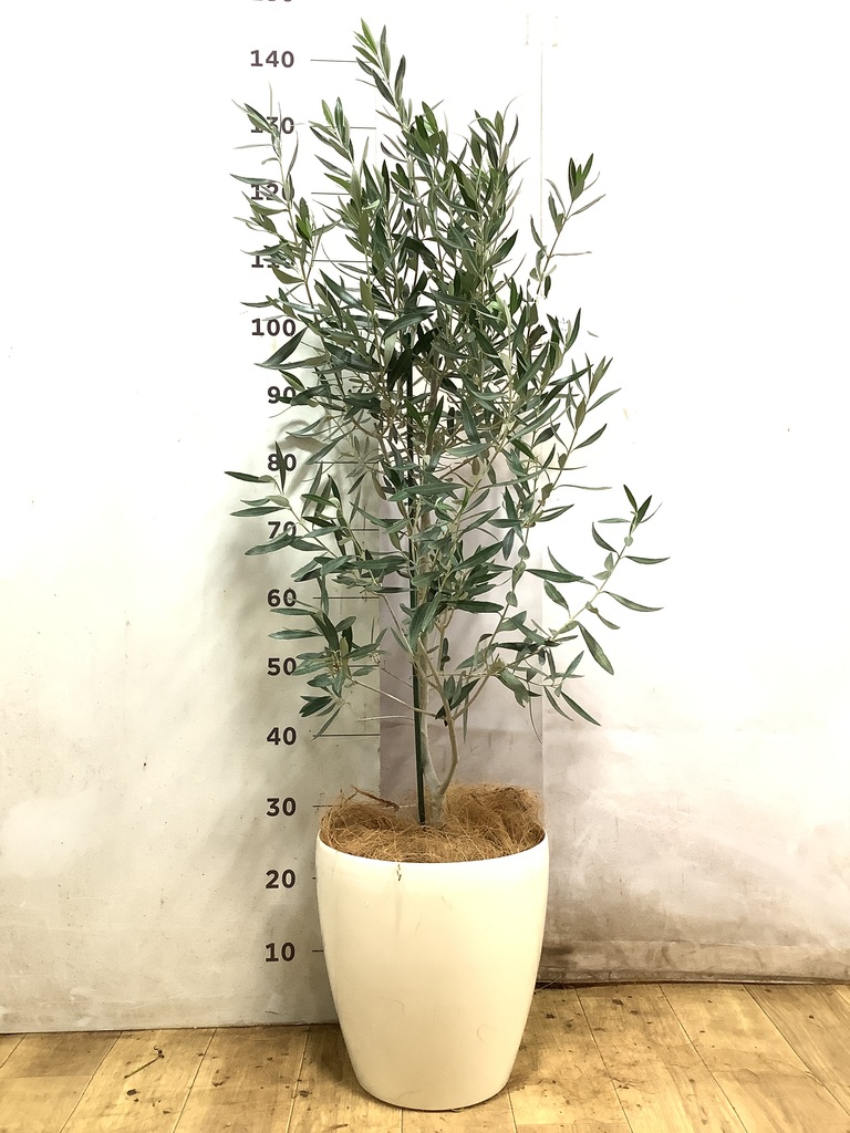 オリーブの木 チプレッシーノ | 観葉植物 | 送料無料でお届け
