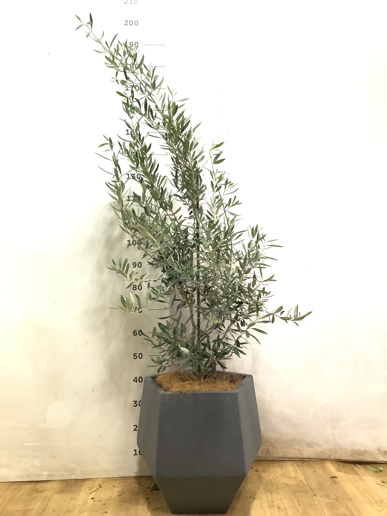 オリーブの木 チプレッシーノ | 観葉植物 | 送料無料でお届け