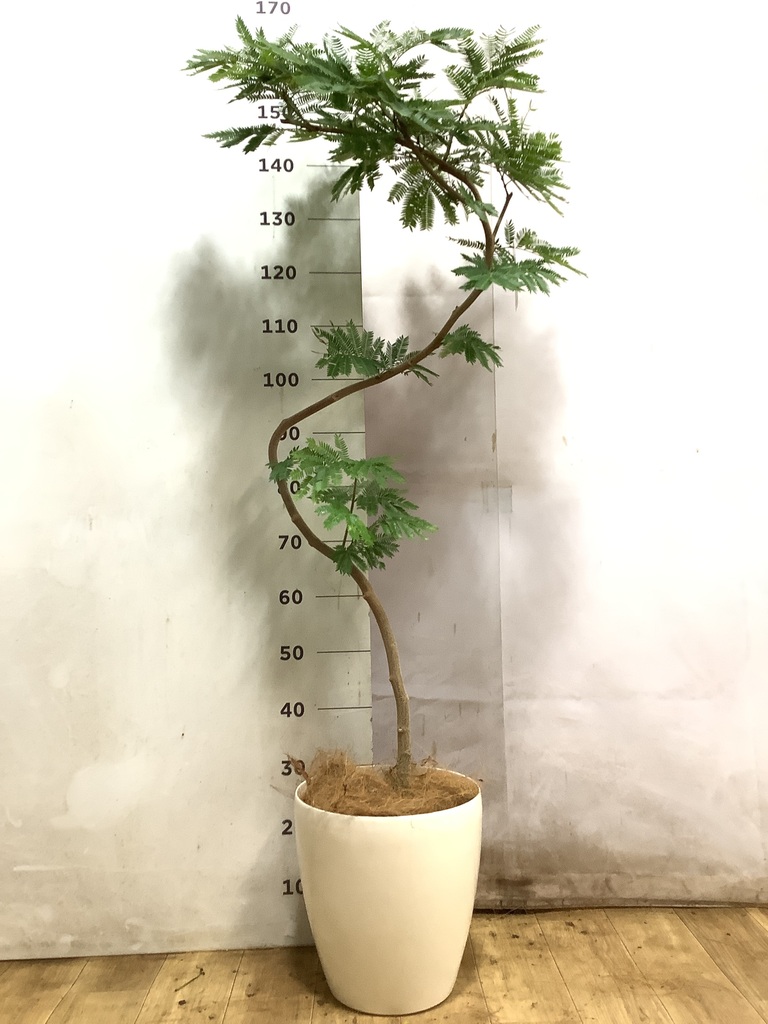 エバーフレッシュ 曲がり | 観葉植物通販 Hitohana（ひとはな）