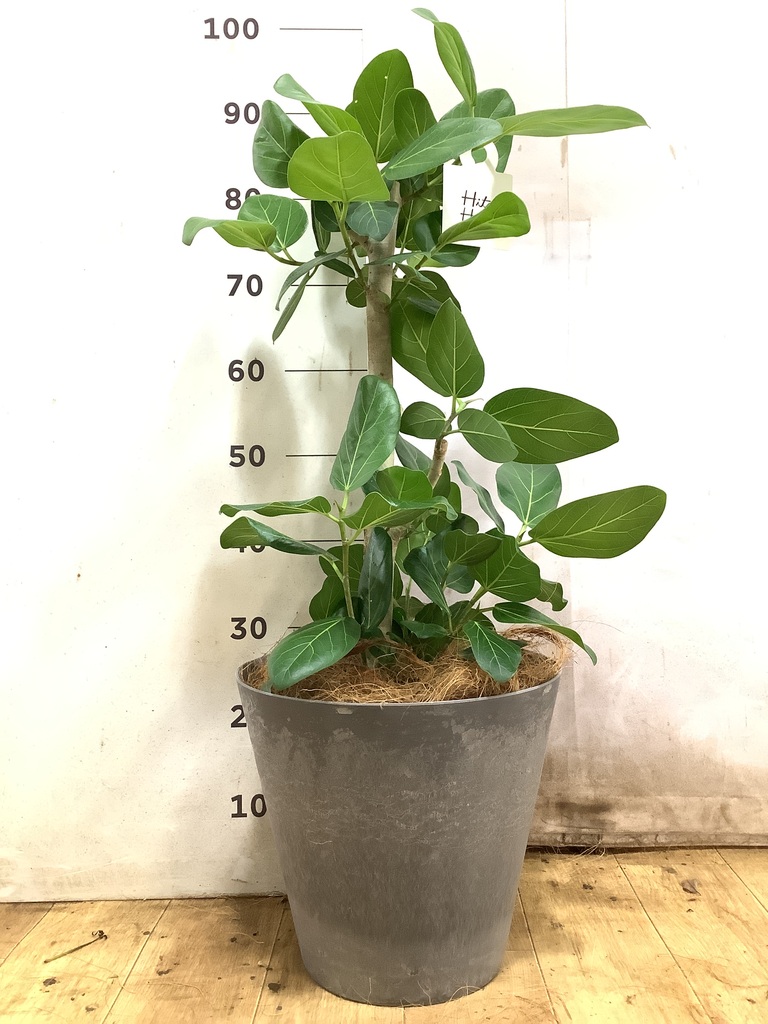 観葉植物 フィカス ベンガレンシス 7号 ストレート セドナロング