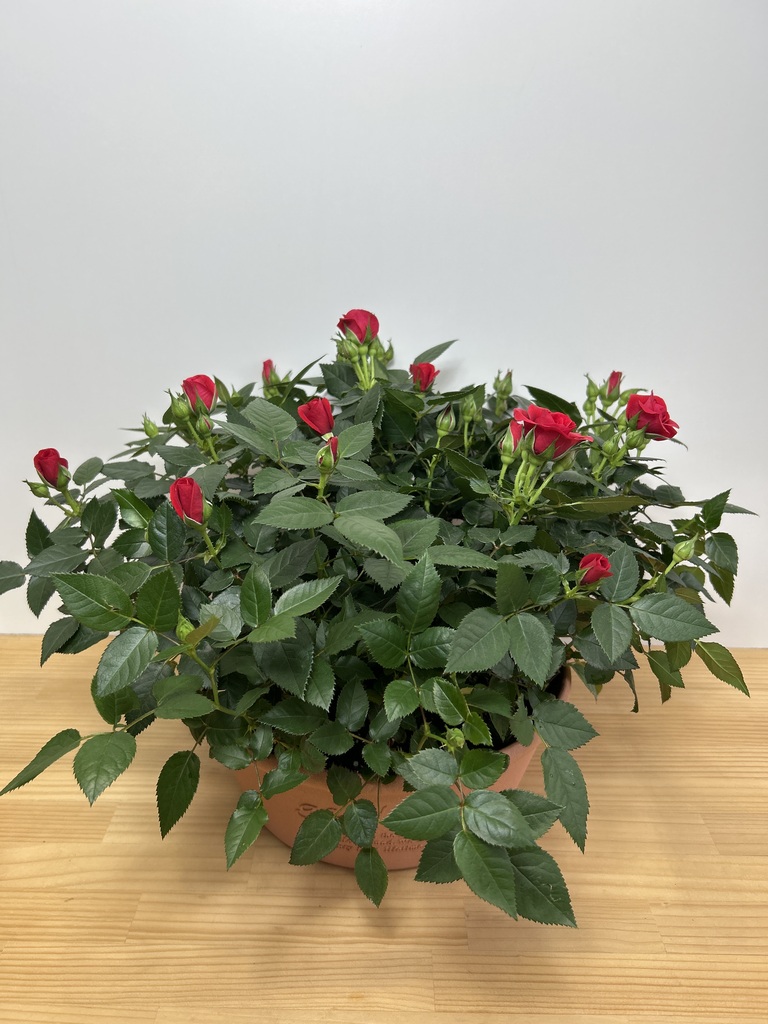 ミニバラの鉢植え | お花の通販HitoHana（ひとはな）