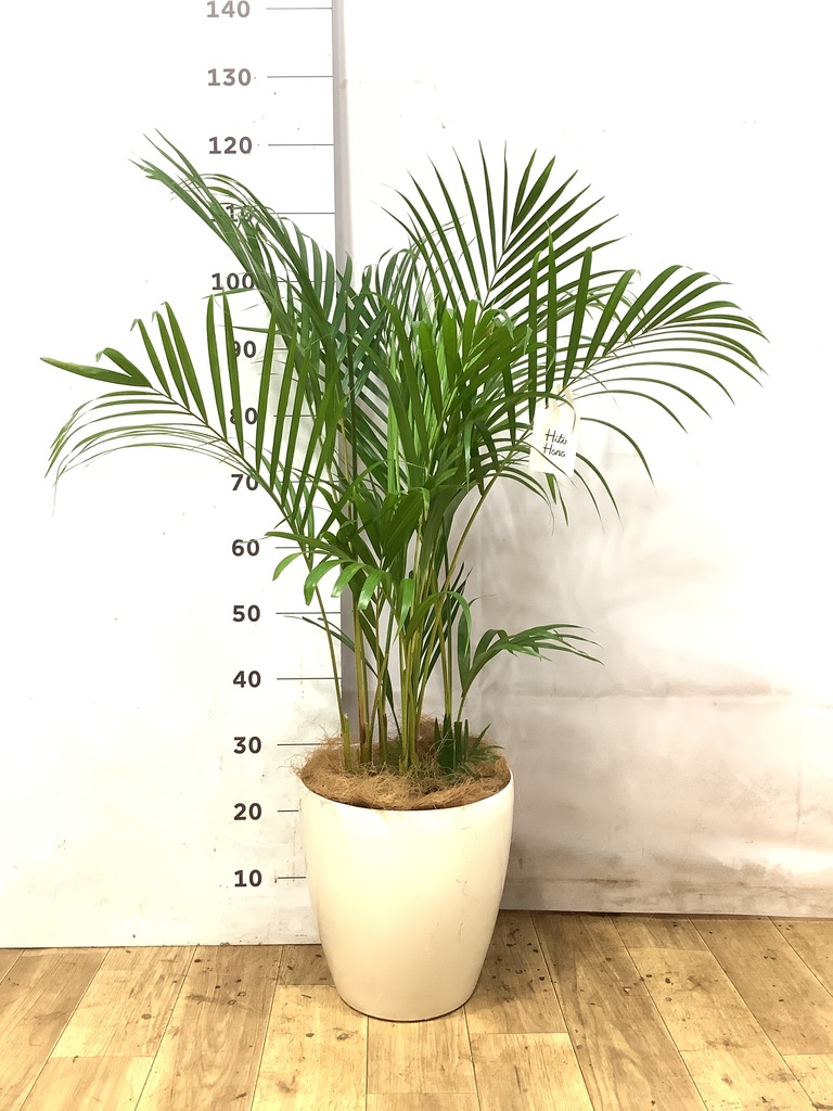 アレカヤシ 8号 | 観葉植物 | インテリアやギフトに - Hitohana（ひと