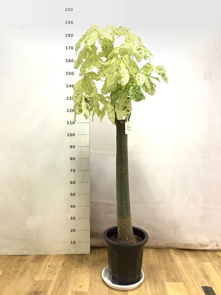 パキラ 10号 | 朴 観葉植物 朴タイプ プラスチック鉢 PLANT MAKIMO by