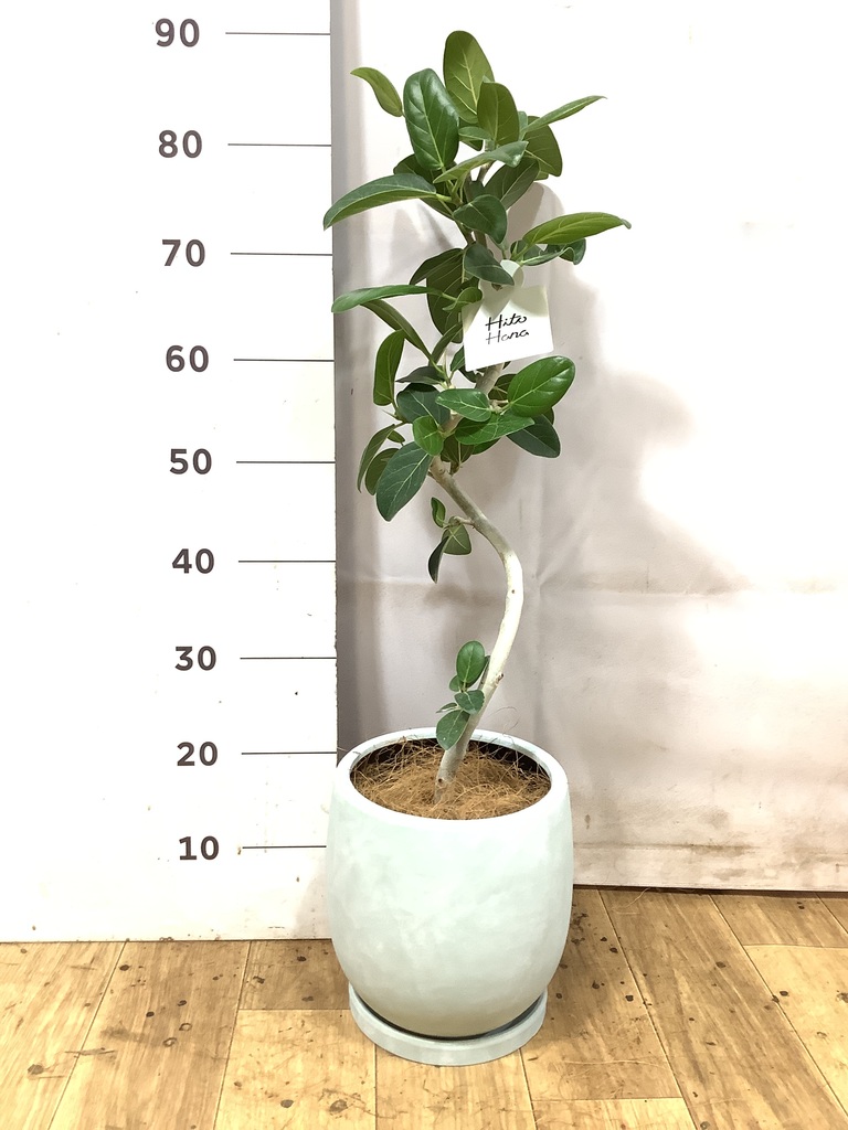 ① フィカス　ベンガレンシス　5.5号鉢★ 高さ87センチくらい 観葉植物 フィカス ベンガレンシス 5号 曲り プラスチック鉢 | 観葉