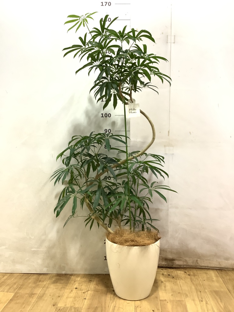 シェフレラ アンガスティフォリア | 観葉植物通販 HitoHana（ひとはな）