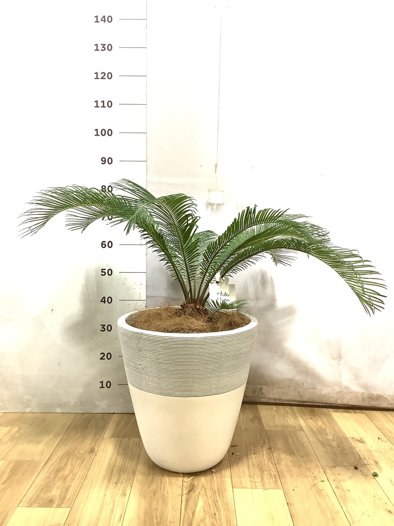 ソテツ 8号 | 観葉植物 | インテリアやギフトに - Hitohana（ひとはな）