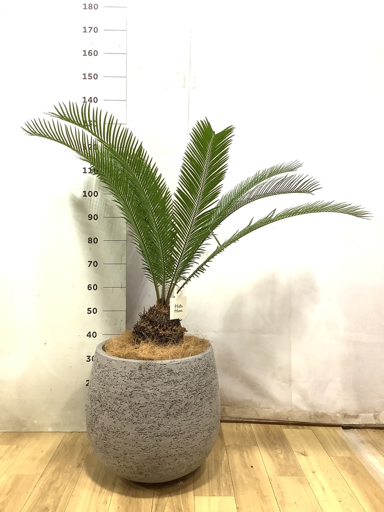ソテツ | 観葉植物の通販ならHitoHana（ひとはな）
