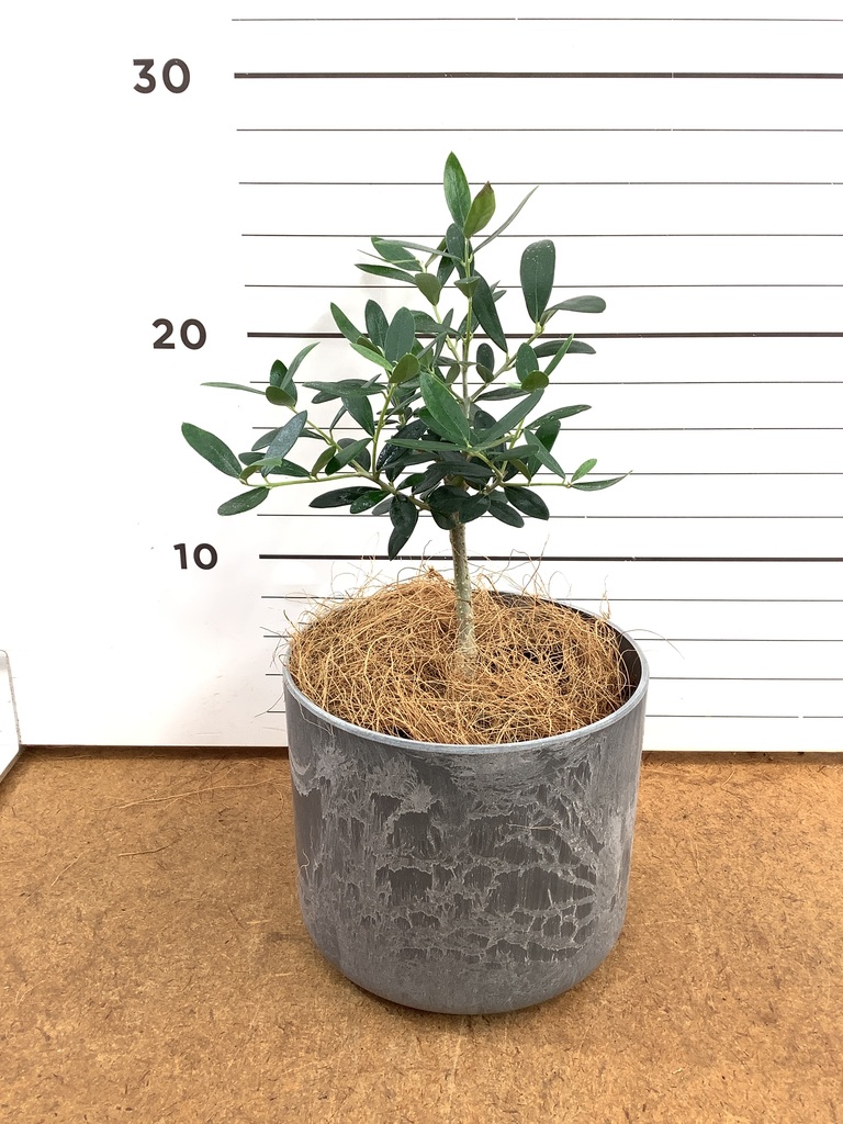 観葉植物 オリーブの木 3号 ルーツ 11 H グレー 付き | 観葉植物なら
