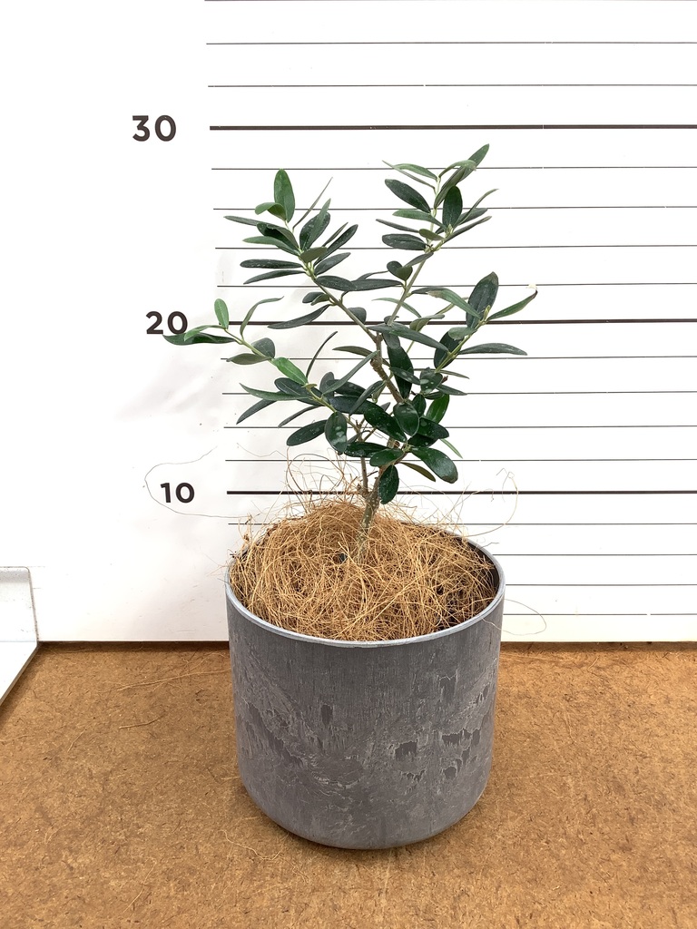 オリーブの木 約3メートル 観葉植物 オリーブの木 3号 ルーツ 11 L ベージュ 付き | 観葉植物なら
