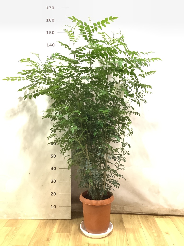 シマトネリコ 8号 | 観葉植物 | 送料無料でお届け - Hitohana（ひとはな）
