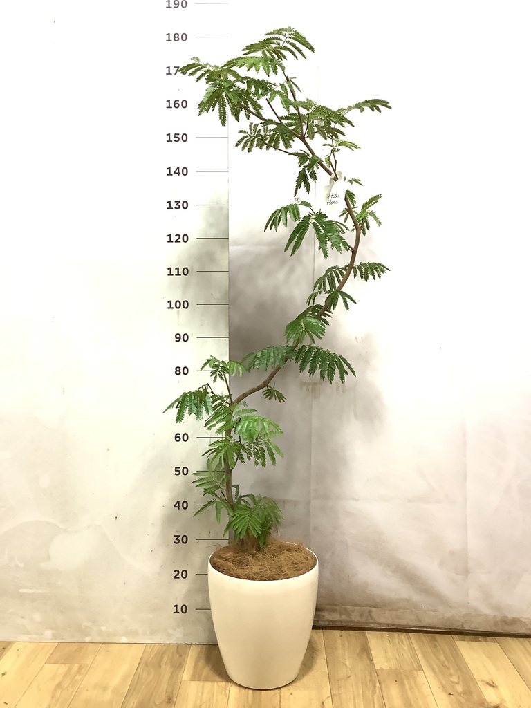 エバーフレッシュ 曲がり | 観葉植物通販 Hitohana（ひとはな）