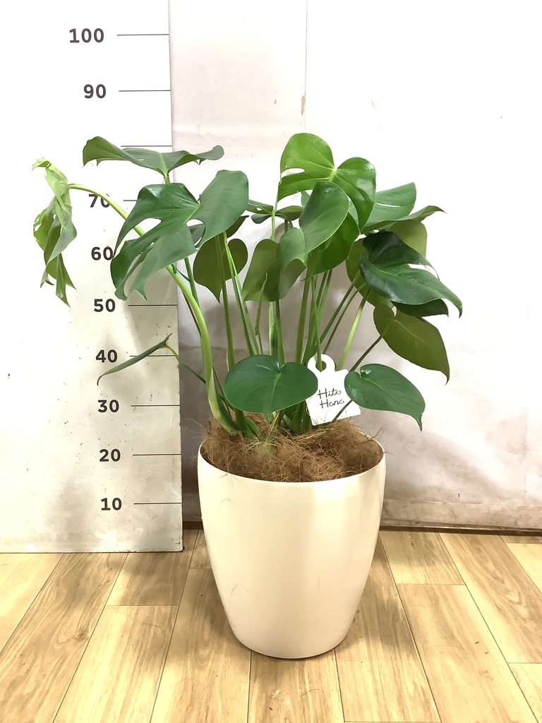 モンステラ 1点もの | 観葉植物 | 送料無料でお届け - Hitohana（ひと