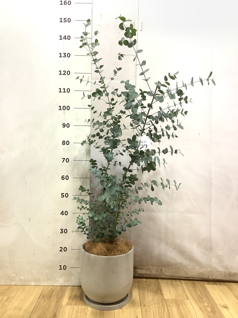 ユーカリ グニー | 観葉植物 | インテリアやギフトに - Hitohana（ひと