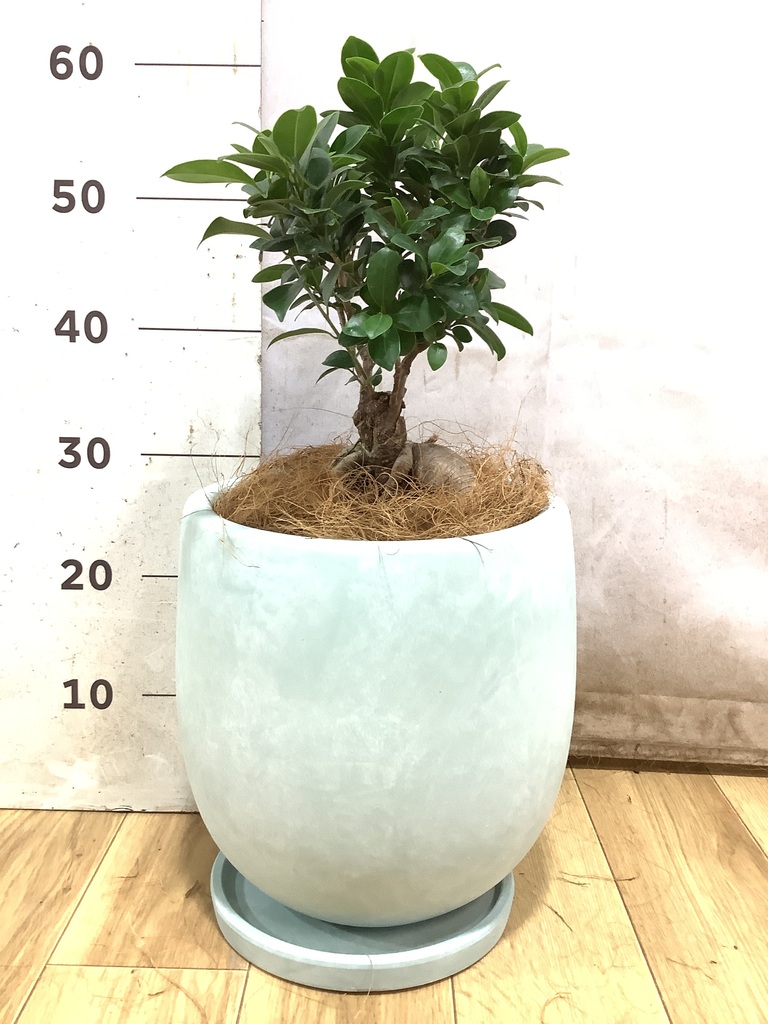 ガジュマル 6号 | 観葉植物 | インテリアやギフトに - Hitohana（ひと
