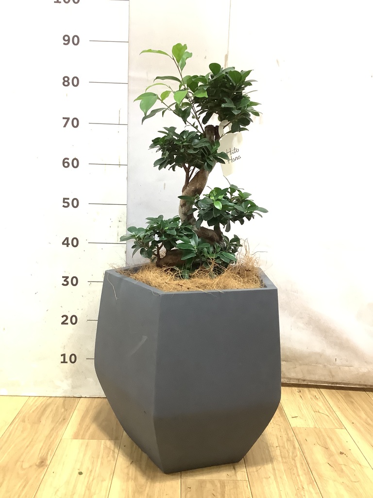 ガジュマル 曲がり | 観葉植物通販 Hitohana（ひとはな）