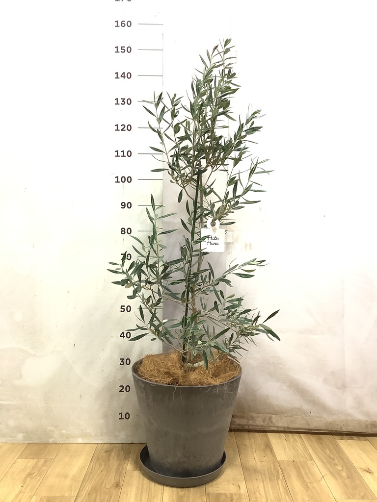 オリーブの木 チプレッシーノ | 観葉植物 | 送料無料でお届け