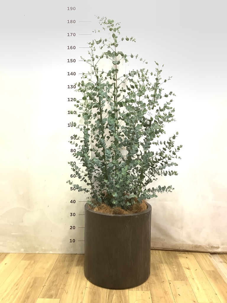 ユーカリ グニー | 観葉植物 | インテリアやギフトに - Hitohana（ひと