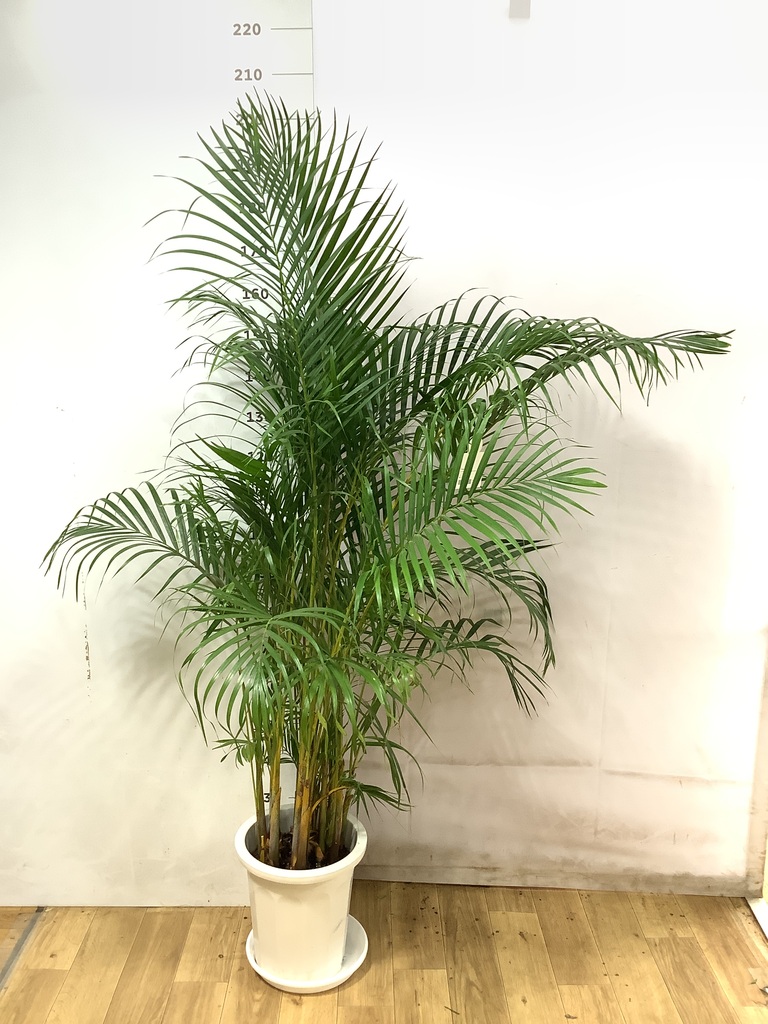 観葉植物 アレカヤシ 10号 プラスチック鉢 | 観葉植物ならHitoHana
