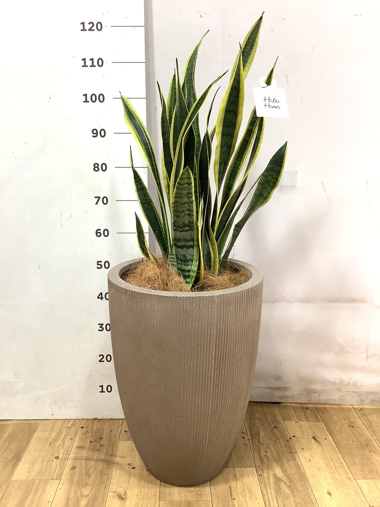 サンスベリア 8号 | 観葉植物 | インテリアやギフトに - Hitohana