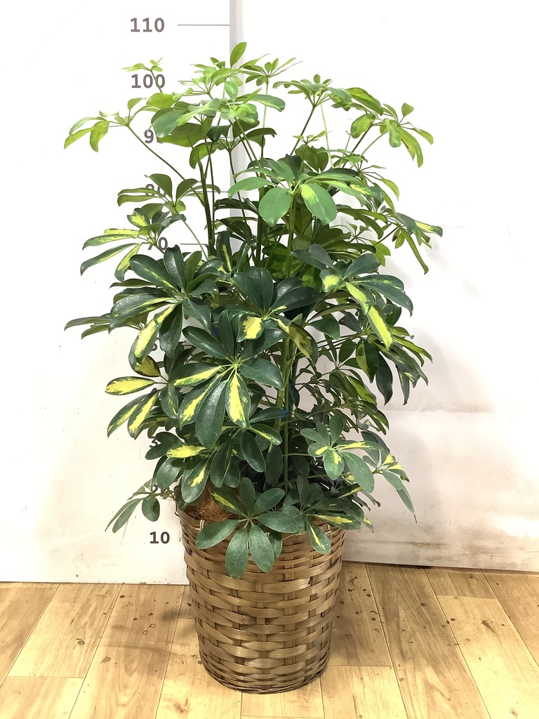 観葉植物 シェフレラ（カポック） 8号 斑入り バスク ミドル ホワイト