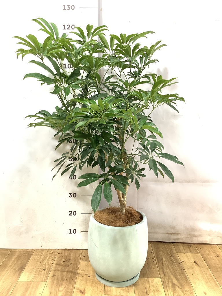 観葉植物 シェフレラ（カポック）7号 朴 竹バスケット 付き | 観葉植物